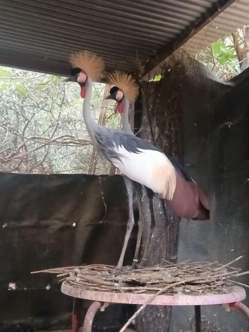 Casa Rural En El Campo Con Animales, Piscina Y Barbacoa Almodóvar del Río 외부 사진