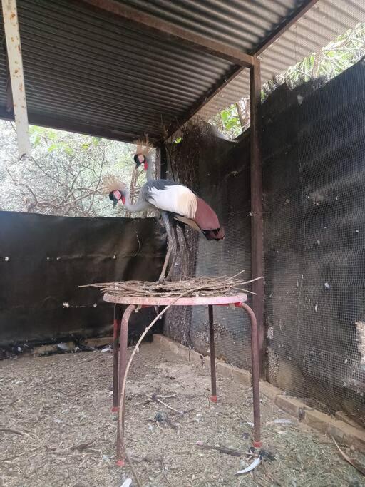 Casa Rural En El Campo Con Animales, Piscina Y Barbacoa Almodóvar del Río 외부 사진