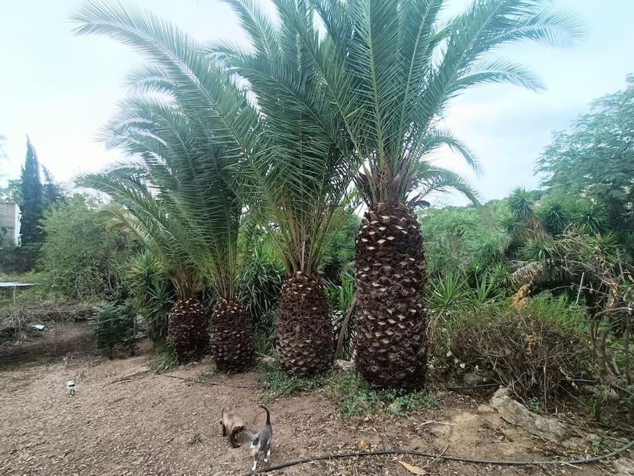 Casa Rural En El Campo Con Animales, Piscina Y Barbacoa Almodóvar del Río 외부 사진