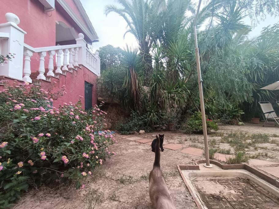 Casa Rural En El Campo Con Animales, Piscina Y Barbacoa Almodóvar del Río 외부 사진
