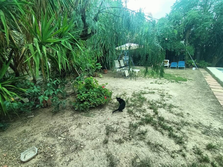 Casa Rural En El Campo Con Animales, Piscina Y Barbacoa Almodóvar del Río 외부 사진