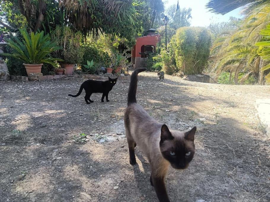 Casa Rural En El Campo Con Animales, Piscina Y Barbacoa Almodóvar del Río 외부 사진